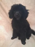 Black male toy poodle charting 7 pounds ready to go , a male Poodle - Toy  for sale in Franklin, NC – 2 of 10