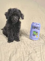 Black male toy poodle charting 7 pounds ready to go , a male Poodle - Toy  for sale in Franklin, NC – 7 of 10