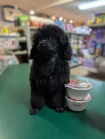 Perfect tiny black female charting 5 pounds ready to go , a female Poodle - Toy  for sale in Franklin, NC – 1 of 8
