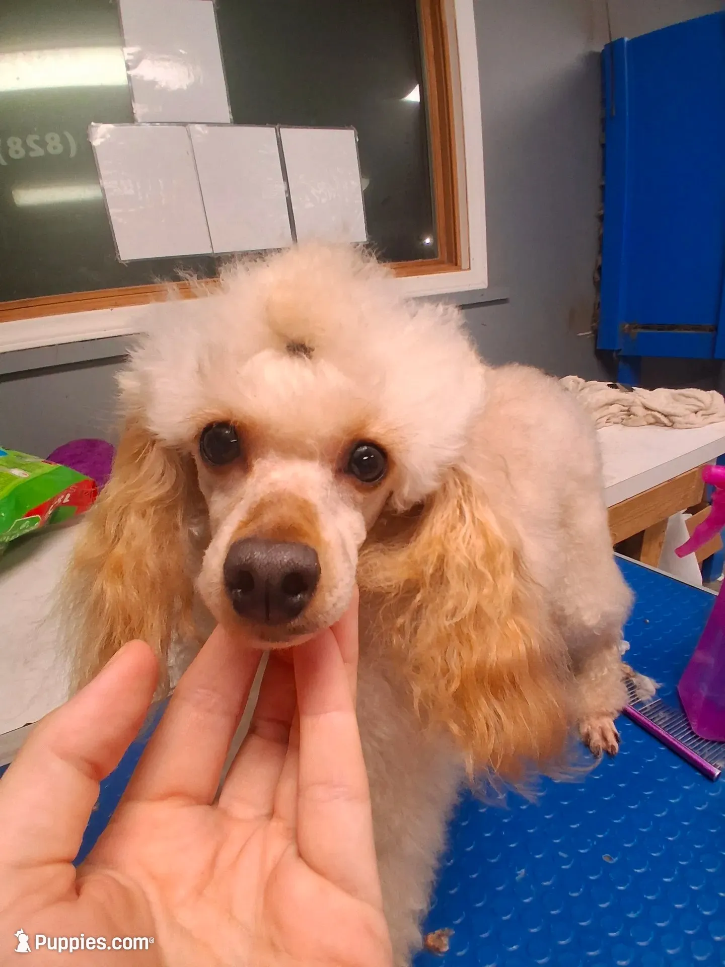 Blinkyn, a male Poodle - Toy  for sale in Franklin, NC – 4 of 7