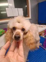 Blinkyn, a female Poodle - Toy  for sale in Franklin, NC – 7 of 10