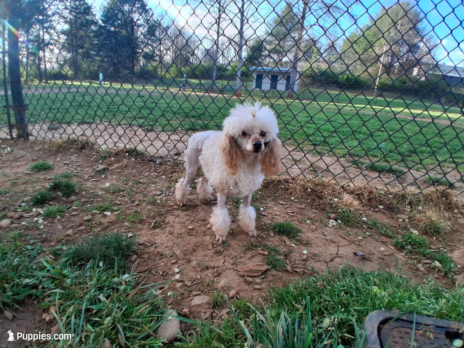 Blinkyn, a male Poodle - Toy  for sale in Franklin, NC – 6 of 7