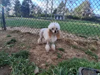 Blinkyn, a female Poodle - Toy  for sale in Franklin, NC – 9 of 10