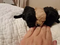 Nod , a female Poodle - Toy  for sale in Franklin, NC – 4 of 10