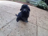 Black male toy poodle charting 7 pounds ready to go , a male Poodle - Toy  for sale in Franklin, NC – 10 of 10