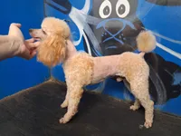 Blinkyn, a female Poodle - Toy  for sale in Franklin, NC – 10 of 10