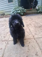 Black male toy poodle charting 7 pounds ready to go , a male Poodle - Toy  for sale in Franklin, NC – 9 of 10