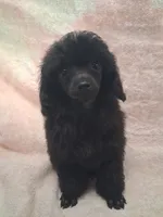 Perfect tiny black female charting 5 pounds ready to go , a female Poodle - Toy  for sale in Franklin, NC – 2 of 8