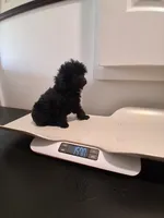 Perfect tiny black female charting 5 pounds ready to go , a female Poodle - Toy  for sale in Franklin, NC – 4 of 8