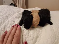 Nod , a female Poodle - Toy  for sale in Franklin, NC – 5 of 10