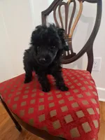 Perfect tiny black female charting 5 pounds ready to go , a female Poodle - Toy  for sale in Franklin, NC – 5 of 8