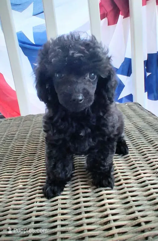 Black male toy poodle charting 7 pounds ready to go  – Poodle - Toy  puppy for sale in Franklin, NC