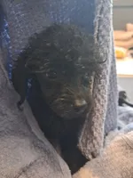 Perfect tiny black female charting 5 pounds ready to go , a female Poodle - Toy  for sale in Franklin, NC – 3 of 8