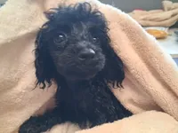 Black male toy poodle charting 7 pounds ready to go , a male Poodle - Toy  for sale in Franklin, NC – 3 of 10