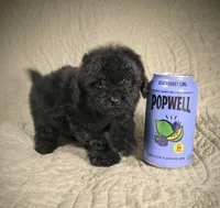 Perfect tiny black female charting 5 pounds ready to go , a female Poodle - Toy  for sale in Franklin, NC – 7 of 8