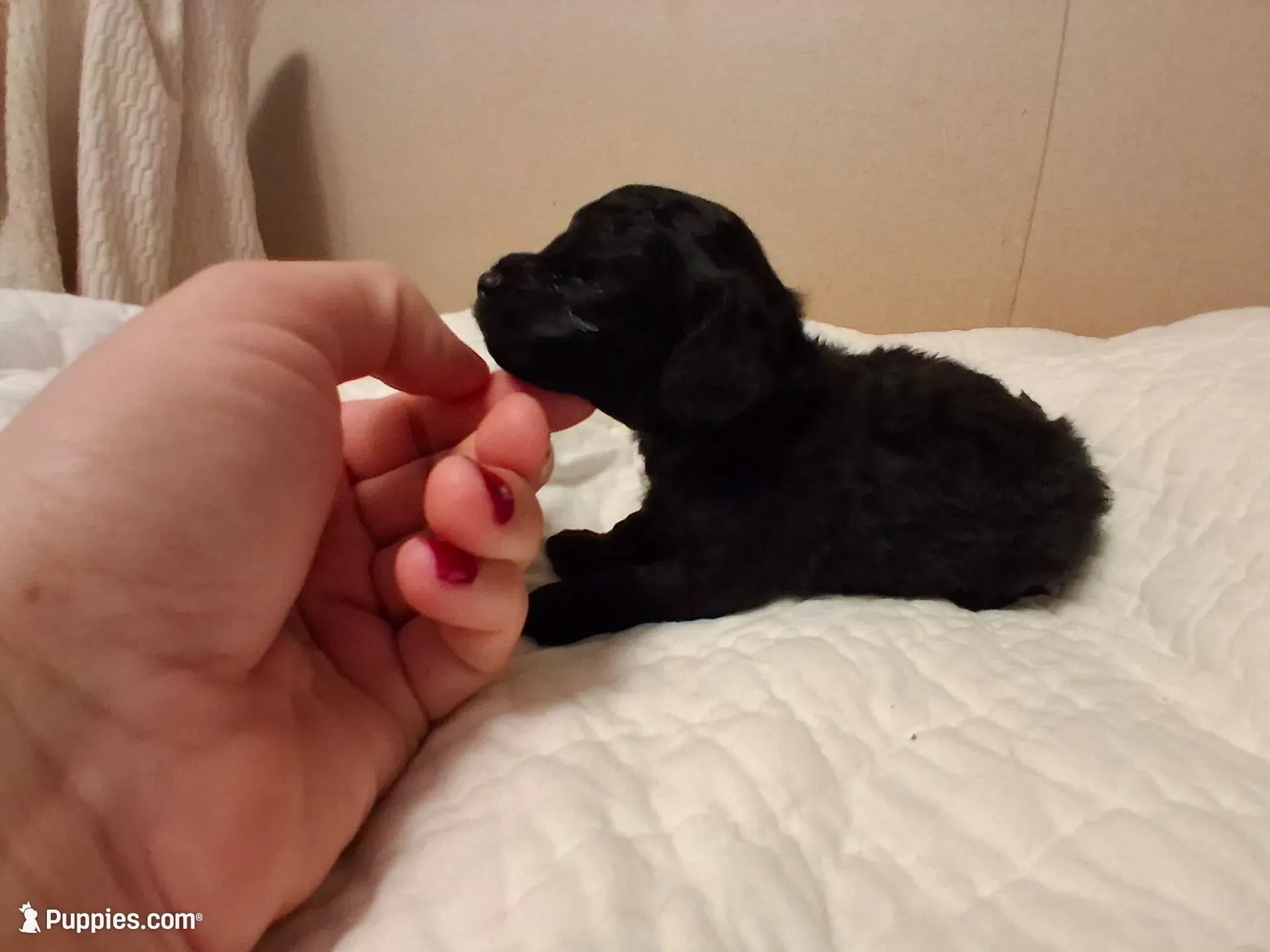 Nod , a female Poodle - Toy  for sale in Franklin, NC – 4 of 8