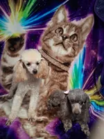Nod , a female Poodle - Toy  for sale in Franklin, NC – 9 of 10