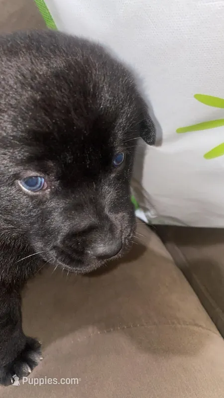 Brea – German Shepherd Dog, Great Pyrenees puppy for sale in Sacramento, CA