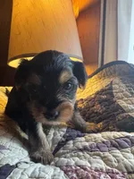 Daisy’s boy 2 yellow, a male Yorkshire Terrier for sale in Bangor, ME – 8 of 9