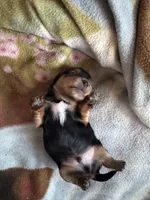 Male , a male Yorkshire Terrier for sale in Cornville, ME – Photo 1 of 3