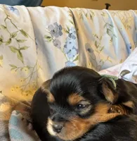 Green collar , a male Yorkshire Terrier for sale in Cornville, ME – Photo 3 of 5