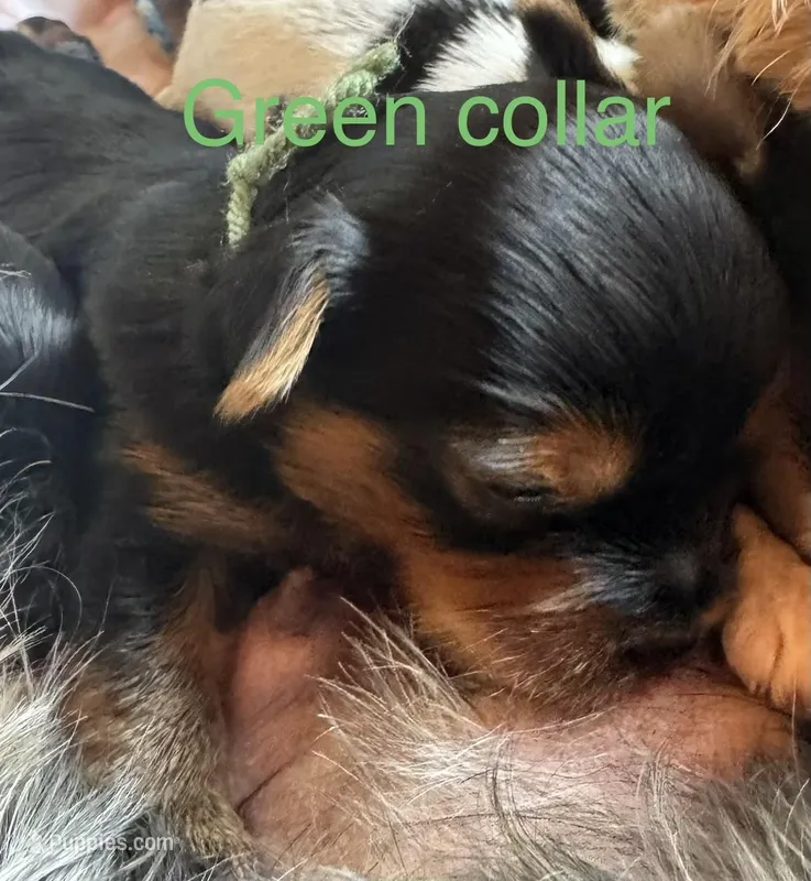 Green collar  – Yorkshire Terrier puppy for sale in Cornville, ME