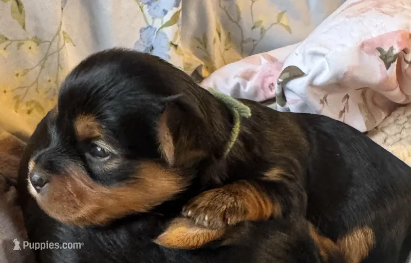 Green collar , a male Yorkshire Terrier for sale in Cornville, ME – Photo 1 of 5