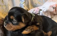 Green collar , a male Yorkshire Terrier for sale in Cornville, ME – Photo 1 of 5