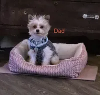 Yorkshire terrier puppy coming soon, a  Yorkshire Terrier for sale in Cornville, ME – Photo 2 of 2