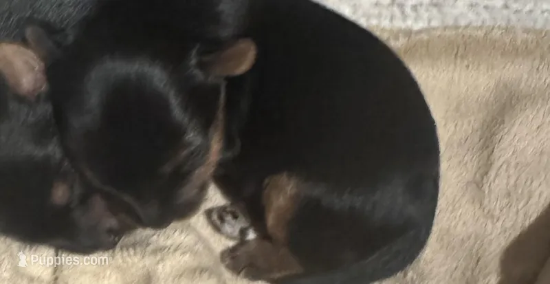 Daisy’s male – Yorkshire Terrier puppy for sale in Cornville, ME