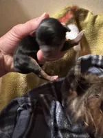 Daisy’s male, a male Yorkshire Terrier for sale in Cornville, ME – Photo 3 of 3