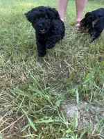 Evies boy blue , a male Yorkipoo for sale in Bangor, ME – 2 of 7