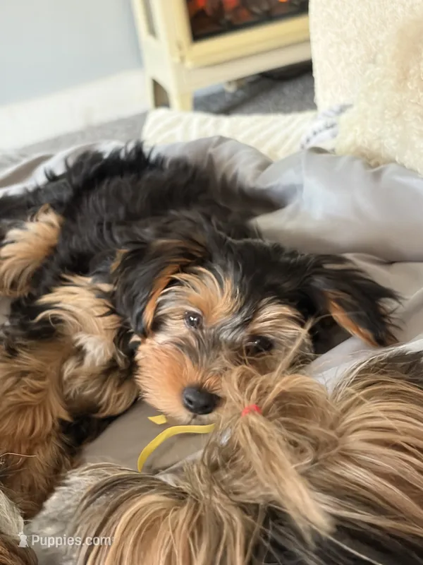 Daisy’s boy 2 yellow – Yorkshire Terrier puppy for sale in Bangor, ME