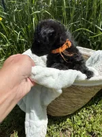 Evies boy 3 orange , a male Yorkipoo for sale in Bangor, ME – 3 of 3