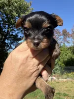 Dallas (aqua), a male Yorkipoo for sale in Bucksport, ME – 3 of 3