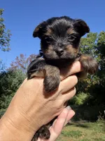 Memphis ( navy), a male Yorkipoo for sale in Bucksport, ME – 2 of 2