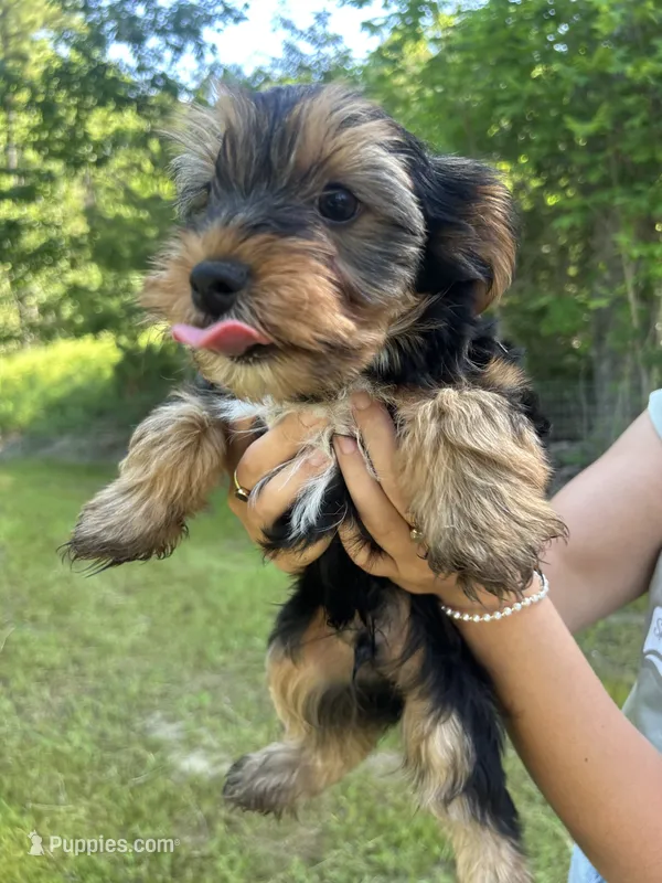 Daisy’s boy 2 yellow – Yorkshire Terrier puppy for sale in Bangor, ME