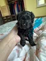 Evies boy blue , a male Yorkipoo for sale in Cornville, ME – 4 of 8