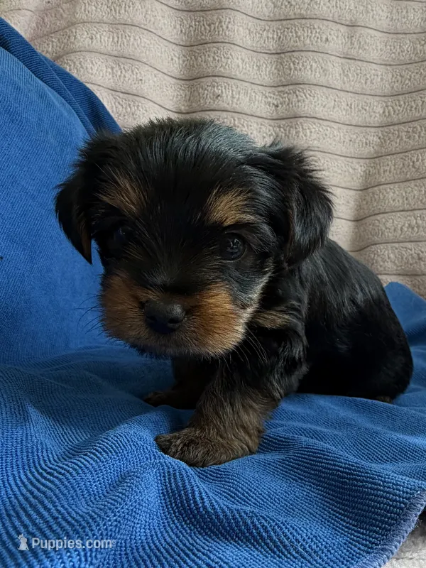 Tony  – Yorkshire Terrier puppy for sale in Bucksport, ME