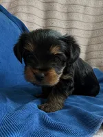Tony , a male Yorkshire Terrier for sale in Bucksport, ME – 1 of 1