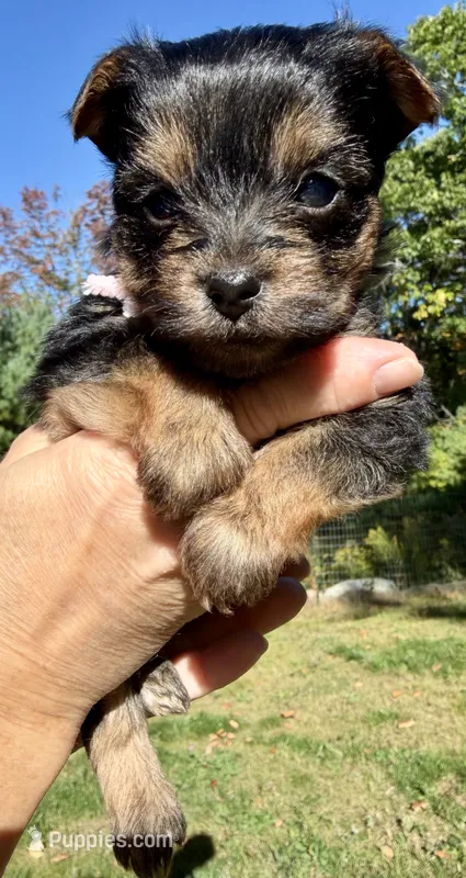 Paris  – Yorkipoo puppy for sale in Bucksport, ME