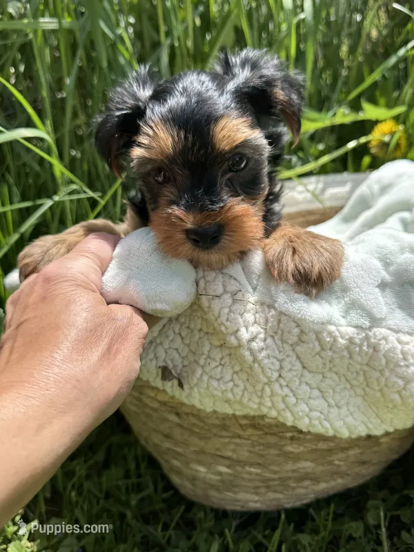 Daisy’s boy 2 yellow – Yorkshire Terrier puppy for sale in Cornville, ME