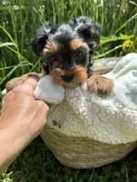 Daisy’s boy 2 yellow, a male Yorkshire Terrier for sale in Bangor, ME – 3 of 9