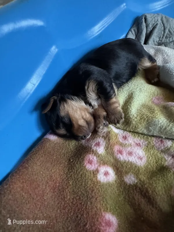 Male – Yorkshire Terrier puppy for sale in Cornville, ME