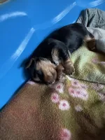 Male, a male Yorkshire Terrier for sale in Cornville, ME – Photo 1 of 3