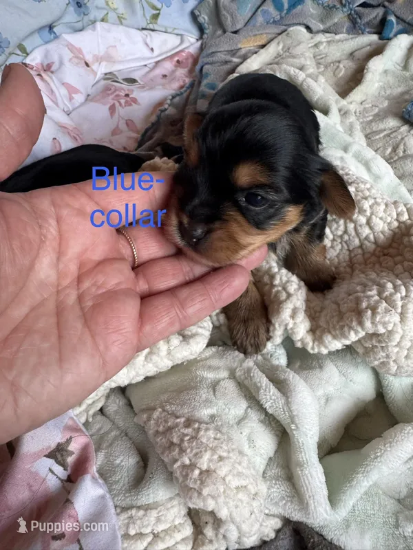 Blue collar – Yorkshire Terrier puppy for sale in Cornville, ME