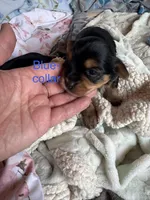 Blue collar, a male Yorkshire Terrier for sale in Cornville, ME – Photo 1 of 4