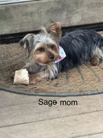 Male, a male Yorkshire Terrier for sale in Cornville, ME – Photo 2 of 3