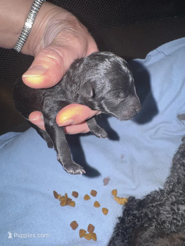 Male1 – Yorkipoo puppy for sale in Cornville, ME