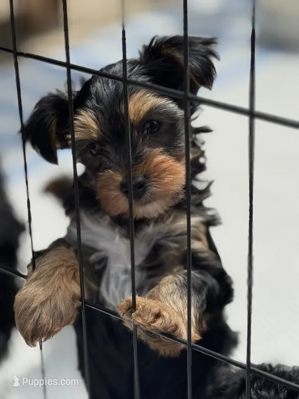 Daisy’s boy 2 yellow – Yorkshire Terrier puppy for sale in Cornville, ME